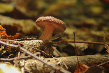 mushroom in the forest