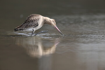 The black-tailed godwit (Limosa limosa melanuroides) is a large, long-legged, long-billed...