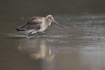 The black-tailed godwit (Limosa limosa melanuroides) is a large, long-legged, long-billed shorebird. This photo was taken in Japan.