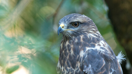 bird of prey