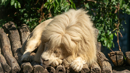  lion sleeping on the ground