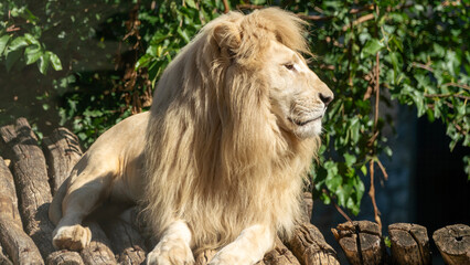male lion in the zoo