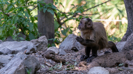 little capuchins in the jungle