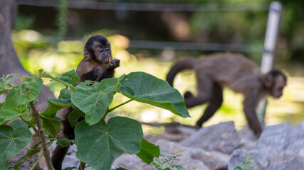 little capuchins in the jungle