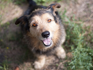 The kind bearded dog Spike sits on the ground and waits for a treat, his mouth slightly open.
