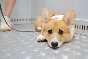 woman and her dog in the elevator going for a walk © dark_blade