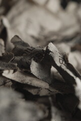 A burnt sheet of papper with text on it, close-up