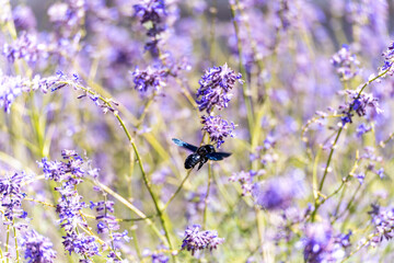 A large black carpenter bee (Xylocopa valga) collects pollen and nectar from purple lavender flowers (Lavandula). The bee collects pollen to feed the larvae, and eats the nectar itself.