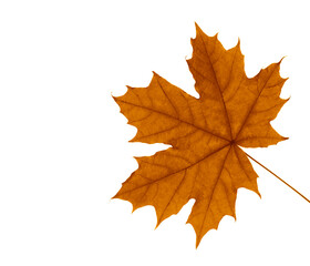 Obraz premium Nature autumn background, one single yellow leaf in fall. orange brown leaves. isolated on white background.