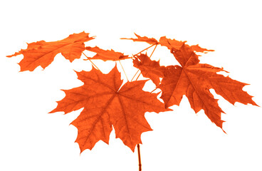 fresh colorful autumn colored maple tree branch isolated on white background, yellow brown red orange bright fall season leaf backdrop with empty autumnal seasonal copy space