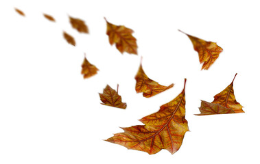 falling autumn yellow leaves of oak tree isolated for background - 3d rendering