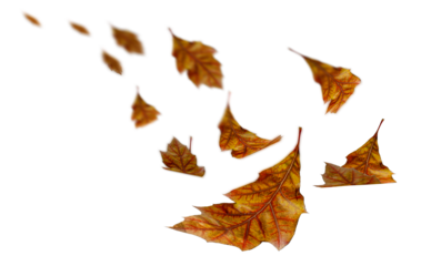 falling autumn yellow leaves of oak tree isolated for background - 3d rendering