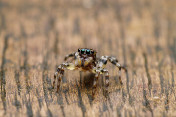Jumping Spider on Wooden Surface