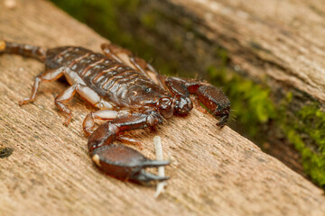 Dwarf Wood Scorpion Holding Prey