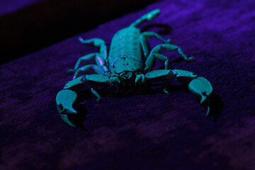 Close-Up of a Fluorescent Dwarf Wood Scorpion Under UV Light