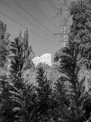 Monochrome view of a Chisinau "City Gates" apartment complex framed and partially obscured by dense trees, with power lines visible across the sky