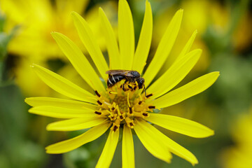 Yellow flowers silphium perfoliatum and a honey bee collecting nectar in the garden