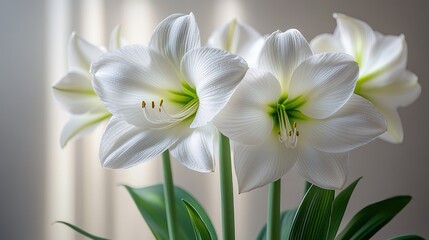 White amaryllis flowers close up