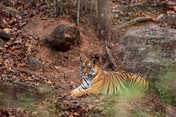wild female bengal tiger or panthera tigris at bandhavgarh national park forest reserve madhya pradesh india. tigress sitting or resting on rock or hill in evening wildlife safari in summer season