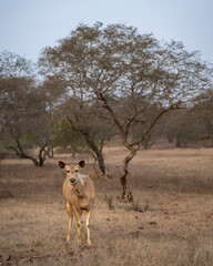 Wild alert female Sambar deer or Rusa unicolor closeup or portrait head on with eye contact in winter season safari at forest of india asia. largest deer of Indian subcontinent