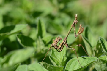 Empusa pennata | L'Empuse commune