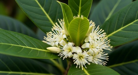 Close up of a blooming plant with delicate white flowers and green leaves.