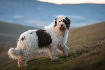 A solitary sheepdog stands vigilant on a windswept hillside in a stunning photographic portrait.