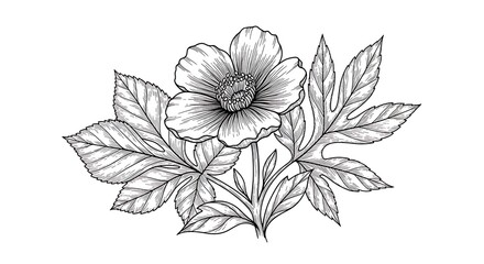 Detailed botanical illustration of a flower and leaves.