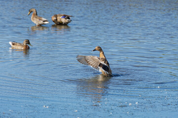 gros plan sur des canards sur le bassin d'arcachon