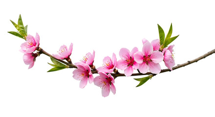 Obraz premium Branch of Pink Blossoms on a Transparent Background Highlighting Spring's Elegance
