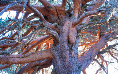 Centuries-old Scots pines in the Laguna Negra and Urbión Glacial Circus Natural Park. Covaleda, Pinares Region, Soria, Castile and Leon, Spain, Europe