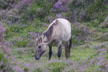 wild horse surrounded by the purple colors of flowering heather, grazing wild horse from the side, Equus caballus, Equus ferus, rainy day, a gray-white wild horse in a flowering pasture