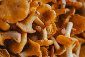 mushrooms in the forest