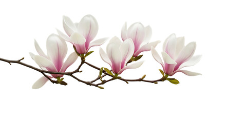 Obraz premium Elegant Branch of Pink and White Magnolia Flowers on a Transparent Background
