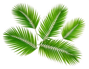 Vibrant palm fronds against a white background
