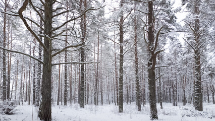 forest in winter