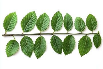 Obraz premium Close-up of a horizontal branch with pairs of vibrant green serrated leaves against a white background