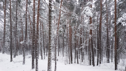 forest in winter