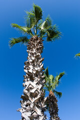  
 Palm tree against the sky


