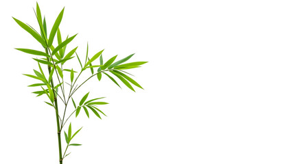 Fototapeta premium Green Bamboo Plant on Black Background Highlighting Its Vibrant Leaves