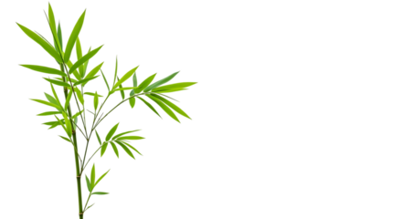 Green Bamboo Plant on Black Background Highlighting Its Vibrant Leaves