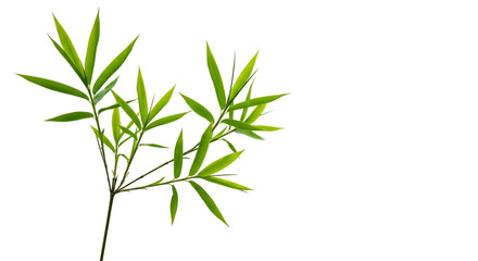 Fototapeta premium Green Bamboo Plant on Black Background Highlighting Its Vibrant Leaves