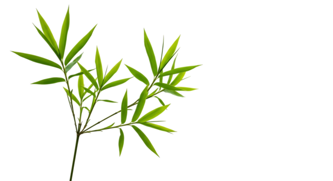 Green Bamboo Plant on Black Background Highlighting Its Vibrant Leaves