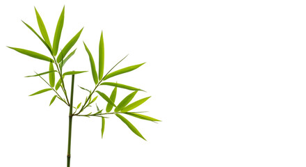 Fototapeta premium Green Bamboo Plant on Black Background Highlighting Its Vibrant Leaves