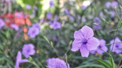 Obraz premium A beautiful Mexican Bluebell flower in sharp focus, set against a soft, out-of-focus background creating a pleasing bokeh effect.