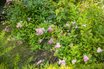 Blooming Japanese spirea with pink clusters in a garden, fresh greenery, horizontal