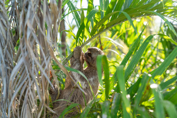 Nahaufnahme eines Faultiers das sich an Palmenblätter im Amazonas Regenwald klammert