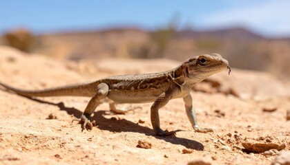 Fototapeta premium A brown lizard cautiously moves across the sun-drenched desert ground in its natural habitat.