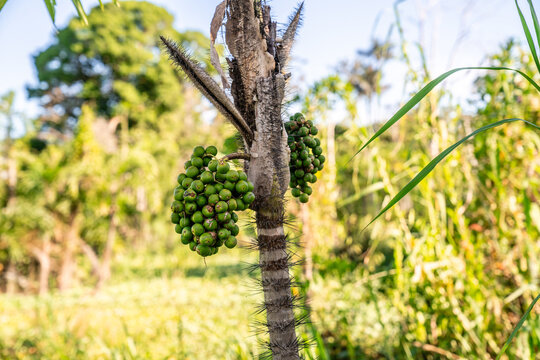 Fruchtb&uuml;ndel wachsen an einem dornigen Palmenstamm im peruanischen Amazonas