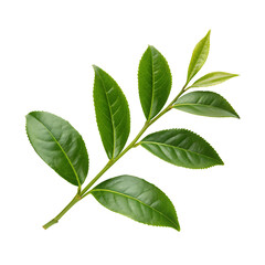 Obraz premium A vibrant green tea branch with fresh leaves and new growth isolated on transparent background